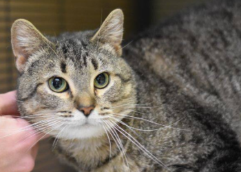 Facebook | Muncie Animal Care & Services