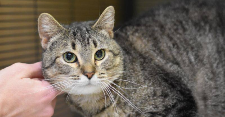 Facebook | Muncie Animal Care & Services