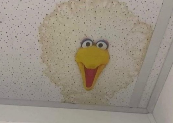 Big Bird stain