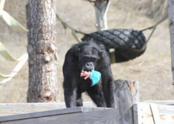 Facebook | Chimpanzee Sanctuary Northwest