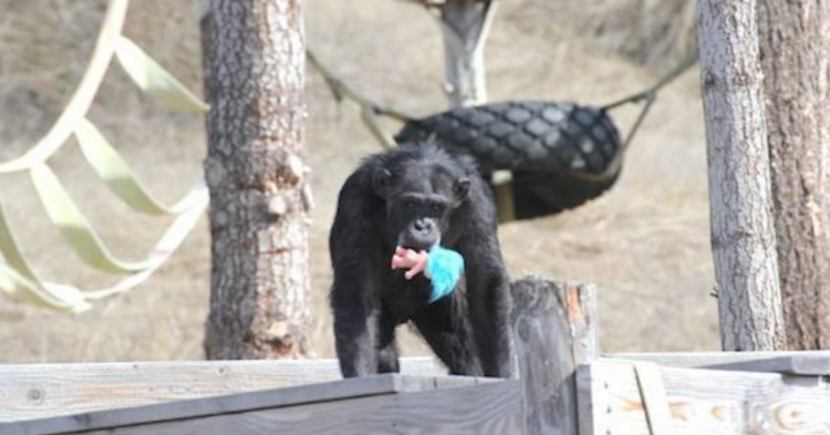 Facebook | Chimpanzee Sanctuary Northwest