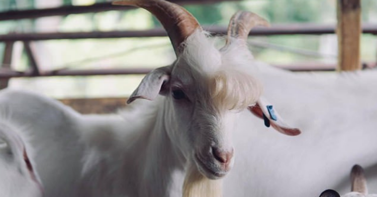 Facebook | Muhammad Livestock Farm