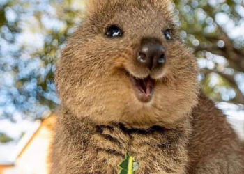 Facebook | Zone Wild And Nature