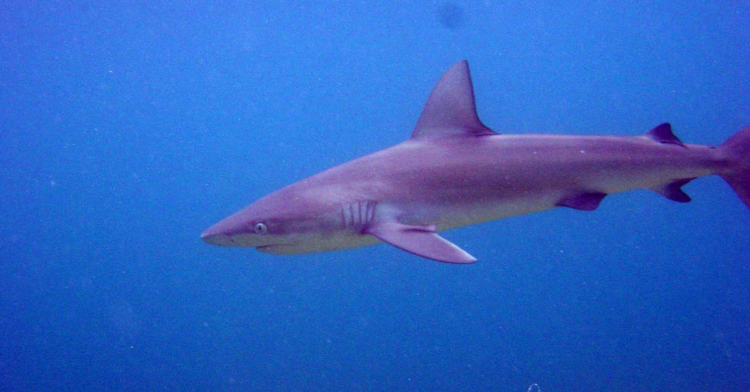 Wikimedia Commons | NOAA