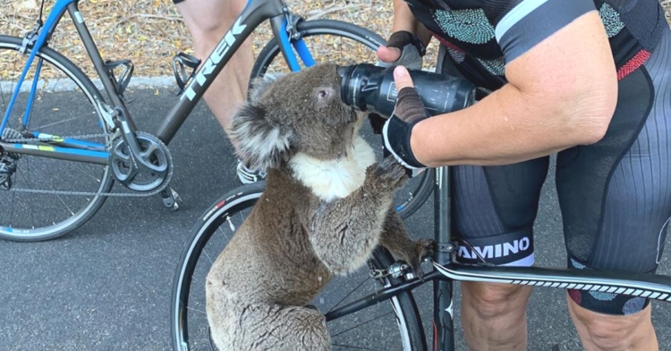 Instagram | @bikebug2019
