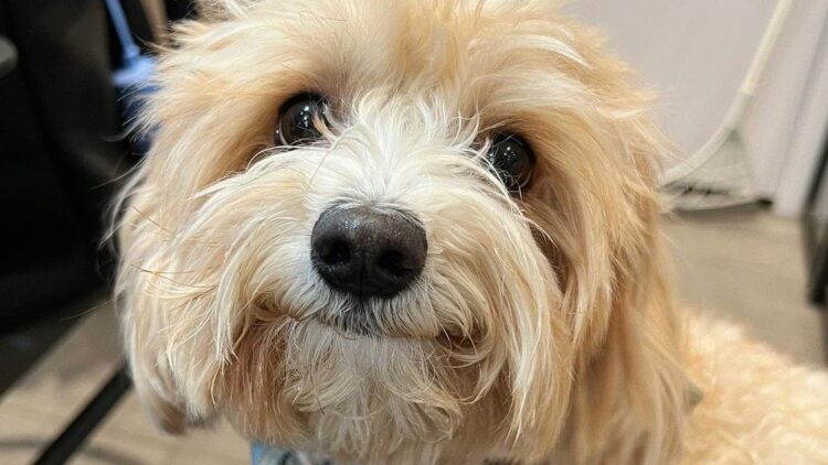 instagram | @olliepopmaltipoo