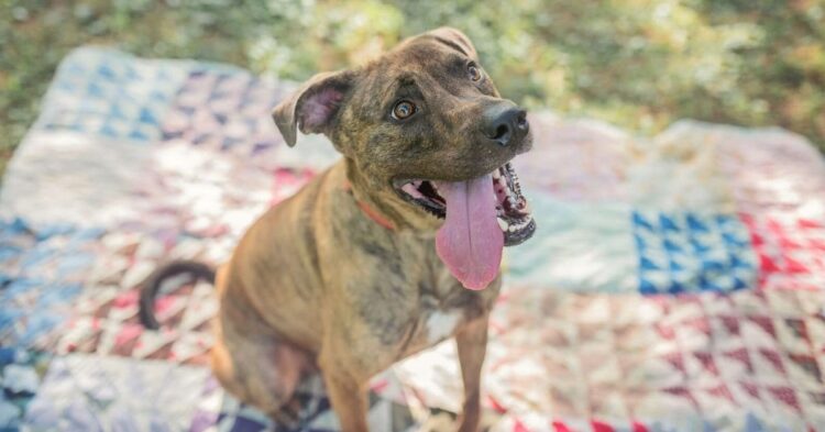 Facebook | McKamey Animal Center