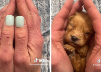 TikTok | @cuteanimalowner