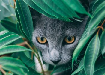 Unsplash | Geronimo Giqueaux