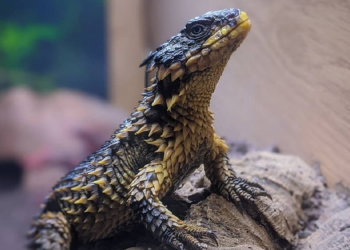 Instagram | @thegiantsmaug
