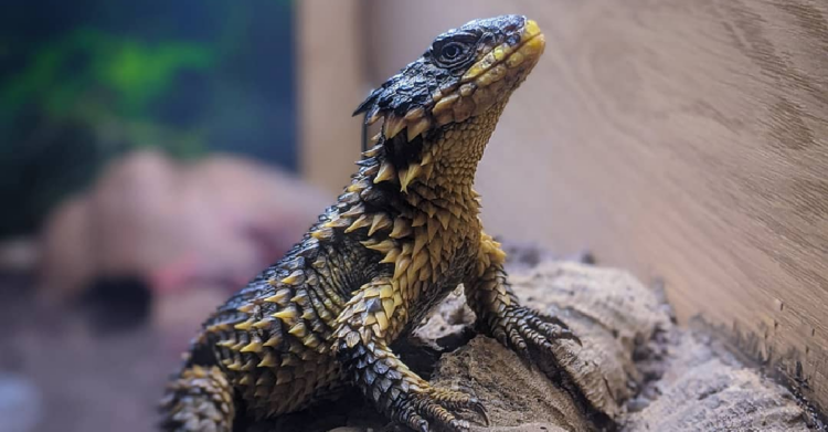 Instagram | @thegiantsmaug