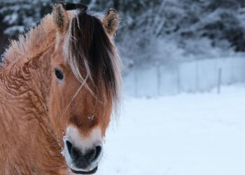 Unsplash | Tim Schmidbauer