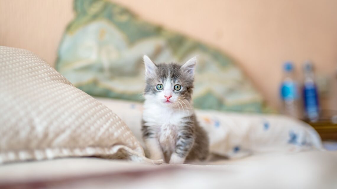 Unsplash | Kote Puerto