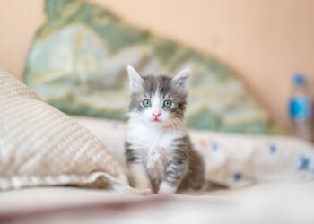 Unsplash | Kote Puerto