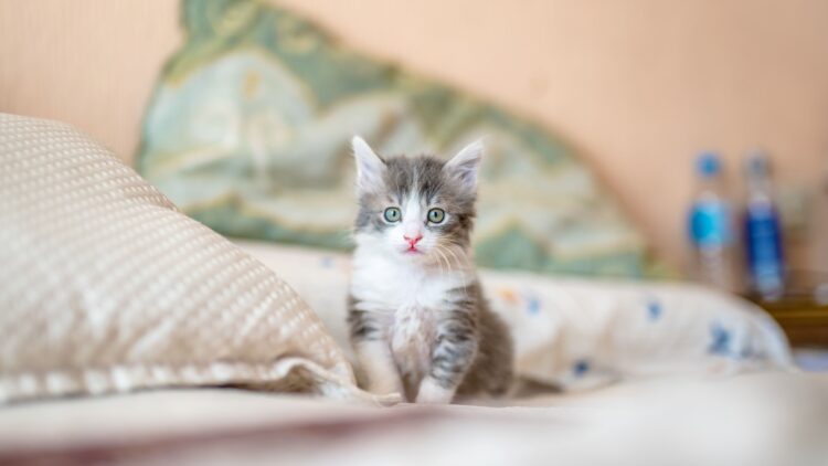 Unsplash | Kote Puerto
