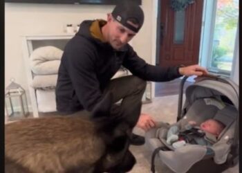 TikTok | panda_the_malinois