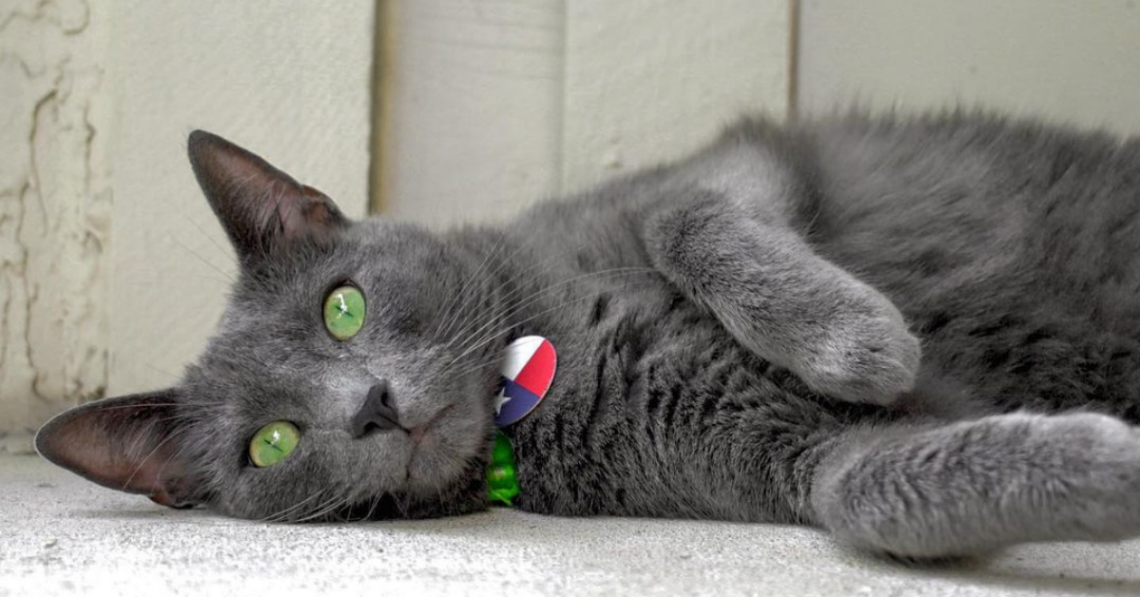 Instagram | @pickley_the_cat