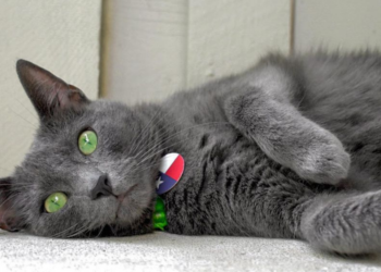 Instagram | @pickley_the_cat