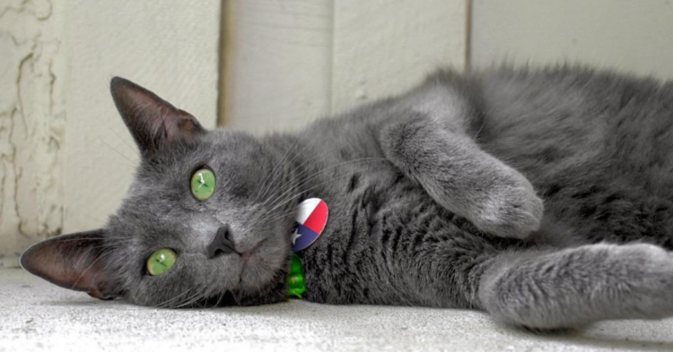 Instagram | @pickley_the_cat