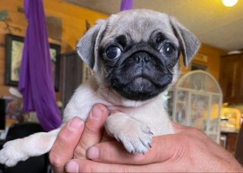 Facebook | Oliver and Friends Farm Rescue and Sanctuary
