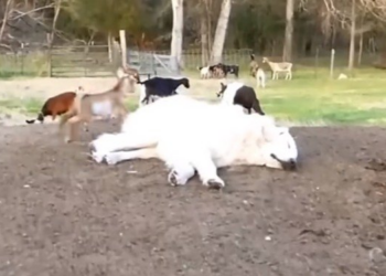 youtube | We Love Animals