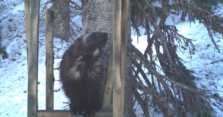 NPS/Cascades Carnivore Project