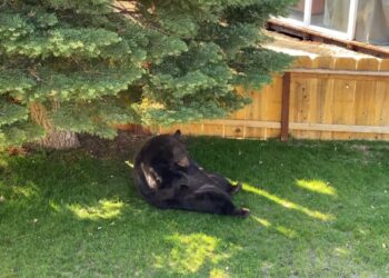 Facebook | BEAR League