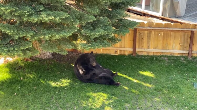 Facebook | BEAR League