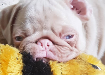 Instagram | @milkshakethepug