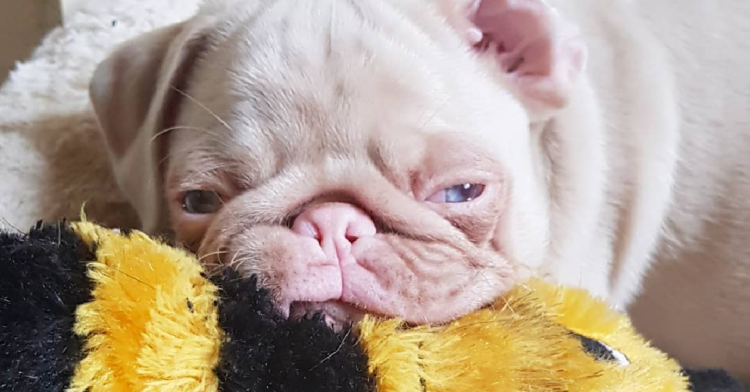 Instagram | @milkshakethepug