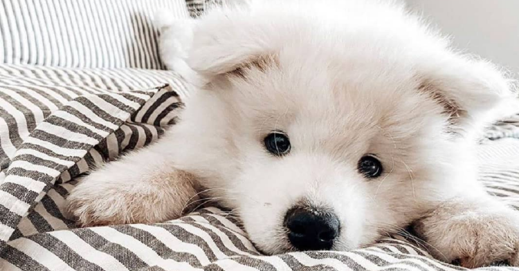 Instagram | @stella.the.samoyed
