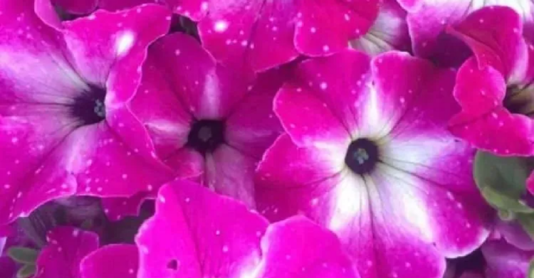Facebook | Thrive Greenhouse