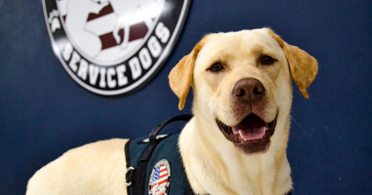 Instagram | @usveteransservicedogs