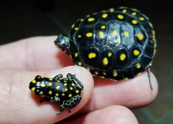 Reddit | amphibime