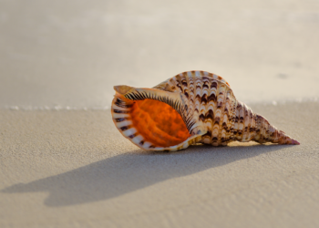 Unsplash | Javardh