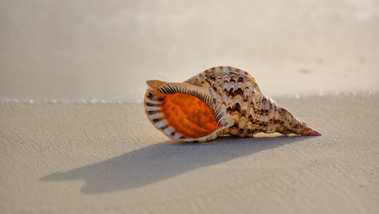 Unsplash | Javardh
