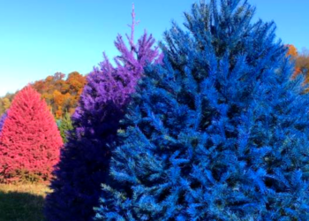 Facebook | Wyckoff's Christmas Tree Farm