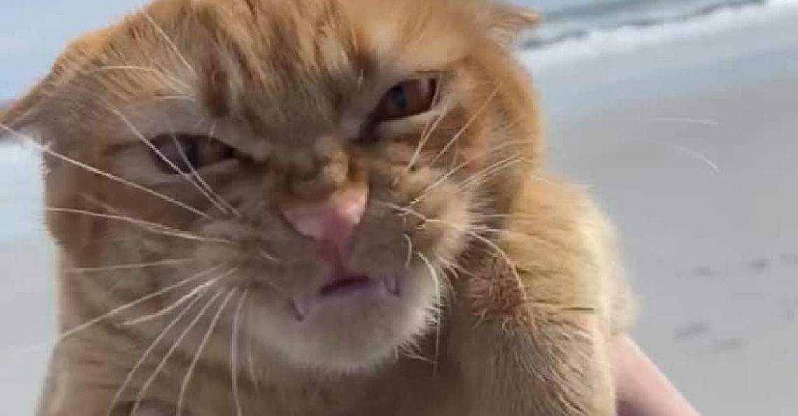 Facebook | PumpKin the Cat official