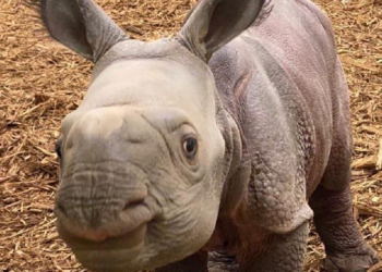 Facebook | OKC Zoo