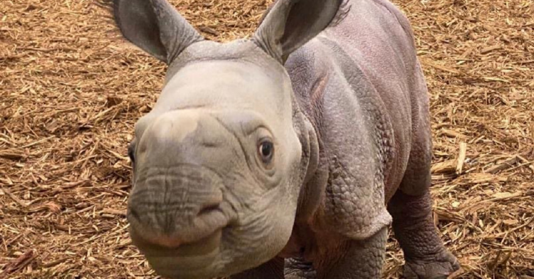 Facebook | OKC Zoo