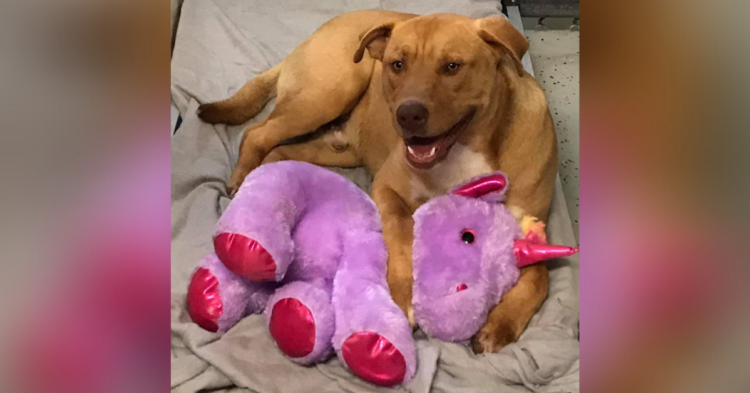 Facebook | Duplin County Animal Services