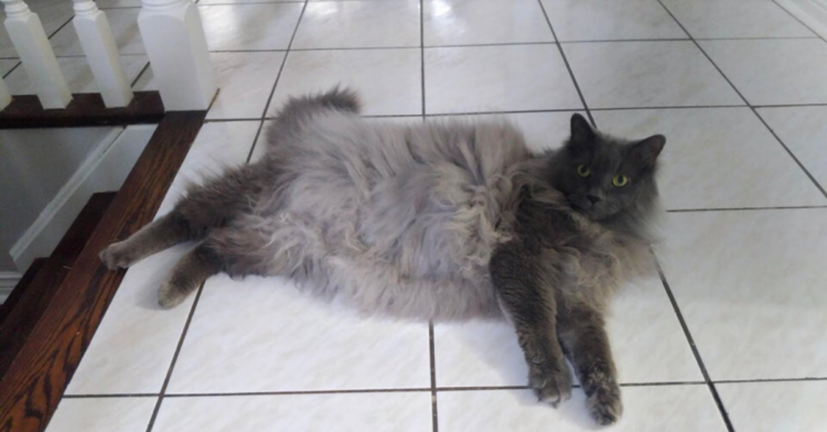 Reddit | spacetacocats