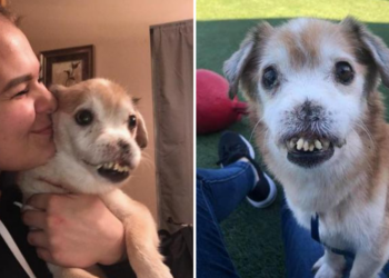 Poodle and Pooch Rescue of Florida