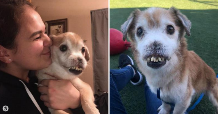 Poodle and Pooch Rescue of Florida
