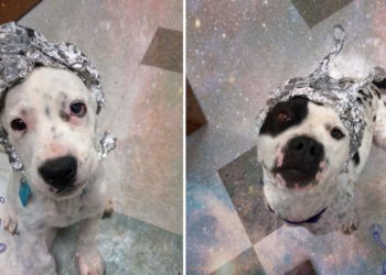 Facebook | OKC Animal Welfare