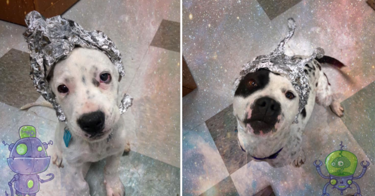 Facebook | OKC Animal Welfare