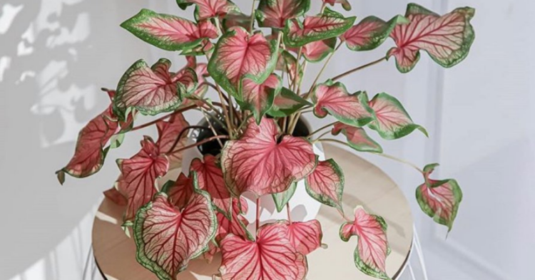 Instagram | @plant_for_care