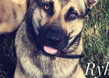 Facebook | Double H Canine Training Academy