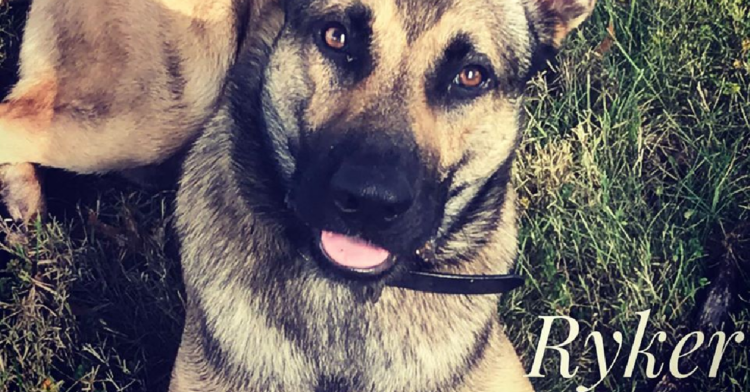 Facebook | Double H Canine Training Academy
