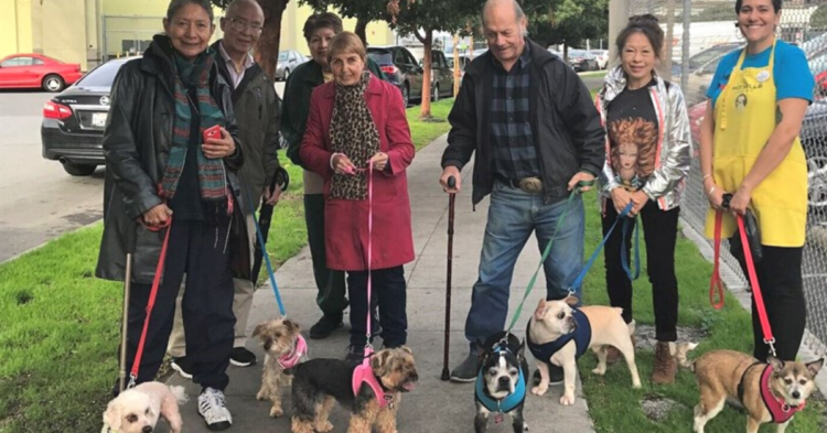 Muttville Senior Dog Rescue